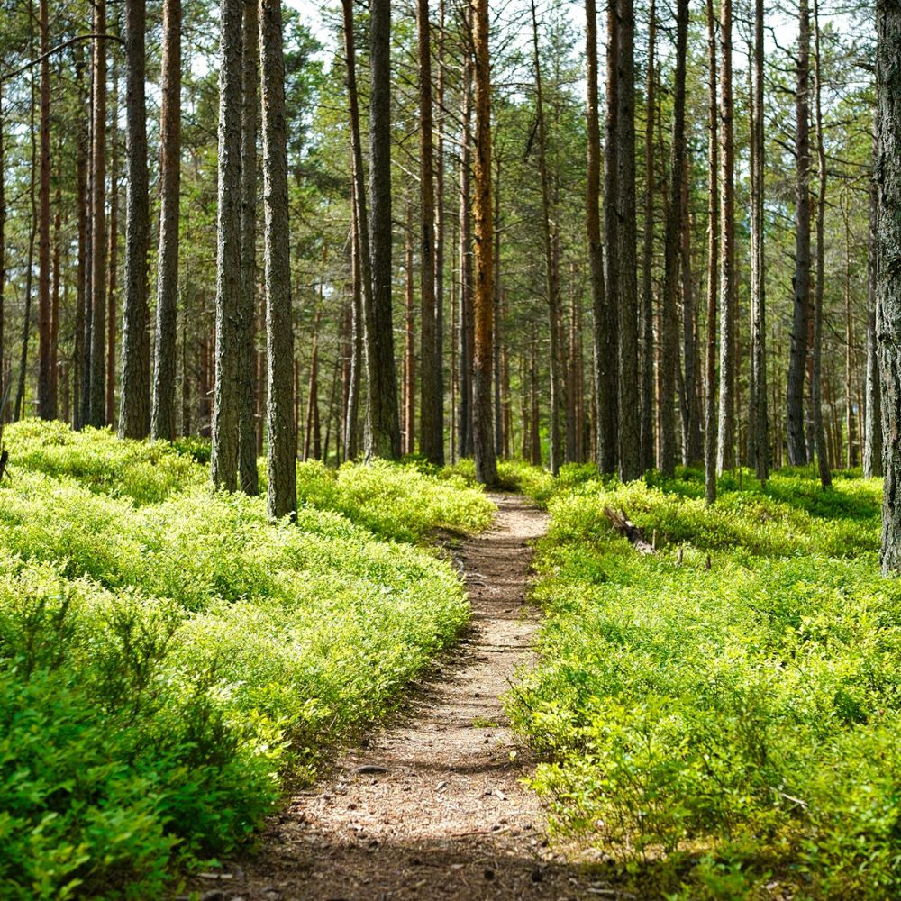 Path in the forest